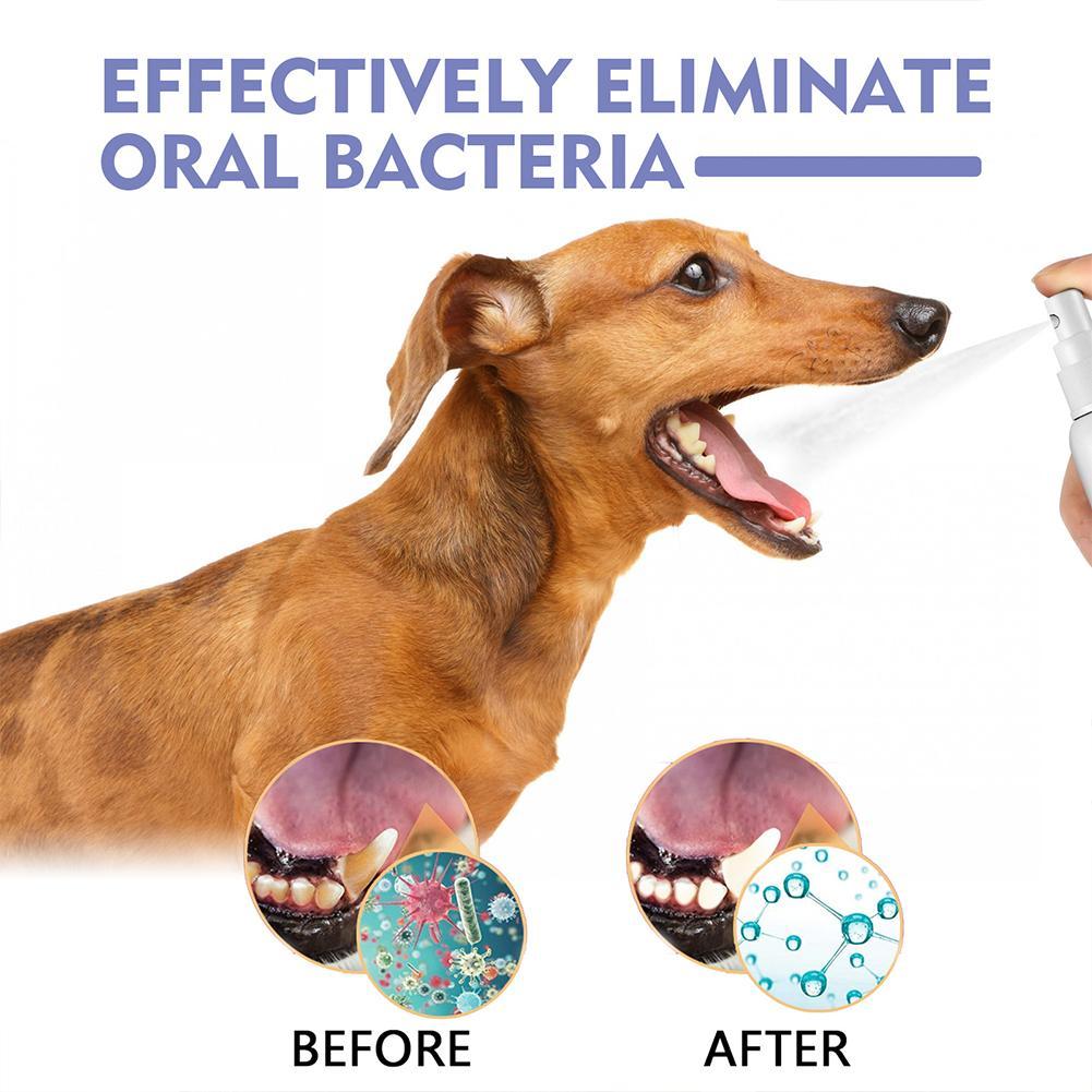 Spray buccal pour animaux de c - Teeth Whitening Mouthwash avis et prix